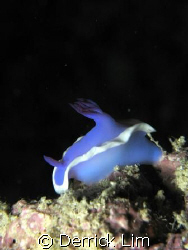 Chromodoris, under Seaventures house reef. Using Canon G9... by Derrick Lim 